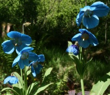 Meconopsis Sheldonii